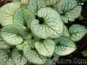 PGC-P-Brunnera-macrophylla-Jack-Frost-2010-04