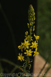 PGC-P-Bulbine-frutescens-Yellow-2010-02