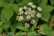 PGC-P-Bunium-bulbocastanum-tuberous-caraway-2010-01