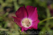 PGC-P-Callihroe-involucrata-2010-03