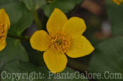 PGC-P-Caltha-palustris-marsh-marigold-03