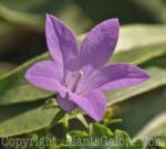 PGC-P-Campanula-portenschlagi-Birch-Hybrid-2011-01