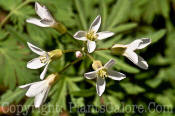 PGC-P-Cardamine-concatenata-cutleaf-toothwort-2011-05-05-011