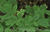 PGC-P-Caulophyllum-thalictroides-BBG-6-28-2011-002