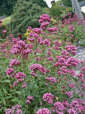 PGC-P-Centranthus-ruber-01