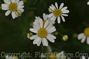 PGC-P-Chamaemelum-nobile-lawn-chamomile-2010-02