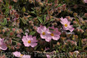 PGC-P-Cistus-x-skanbergii-2011-01