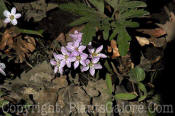 PGC-P-Claytonia-virginica-spring-beauty-2011-05-05-006
