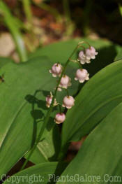 PGC-P-Convallaria-majalis-2010-03