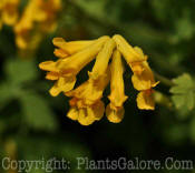 PGC-P-Corydalis-lutea-2010-10_1