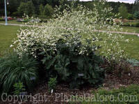 PGC-P-Crambe-cordifolia-03