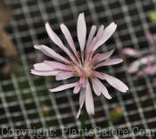 PGC-P-Crepis-rubra-MSU-9-2011-001