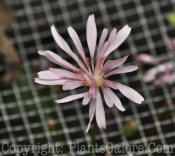 PGC-P-Crepis-rubra-MSU-9-2011-001