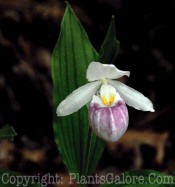 PGC-P-Cymbidium-6-v-2010-003_1