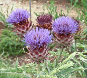 PGC-P-Cynara-scolymus-Artichoke-0002