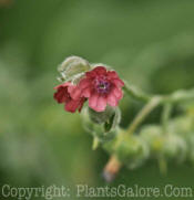 PGC-P-Cynoglossum-officinale-2011-004