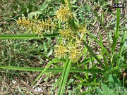 PGC-P-Cyperus-esculentus-Yellow-Nutsedge-0001