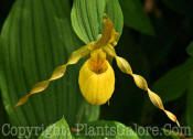 PGC-P-Cypripedium-acaule-Ladys-Slippers-01-2010-o006