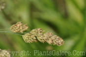 PGC-P-Dactylis-glomerata-orchard-grass-2010-01