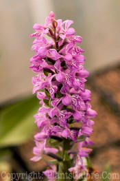 PGC-P-Dactylorhiza-majalis-2010-001