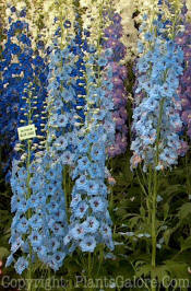 PGC-P-Delphinium-Blue-Jade-6rk-2010