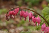 PGC-P-Dicentra-spectabilis-2010-13