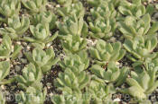 PGC-P-Echeveria-prolifica-2011-02