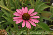 PGC-P-Echinacea-Pixie-Meadowbrite-2010-01