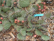 PGC-P-Echinocereus-triglochidatus-cactus-9rk-2010