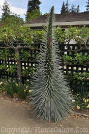 PGC-P-Echium-wildpretii-2011-01