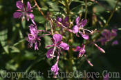 PGC-P-Epilobium-angustifolium-s-001