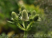 PGC-P-Eryngium-agavifolium-Tower-6-25-2011-001