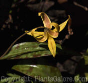 PGC-P-Erythronium-americanum-yellow-trout-lily-2011-05-05-003