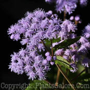 PGC-P-Eupatorium-coelestinum-MSU-10-2011-002