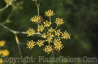 PGC-P-Foeniculum-vulgare-sweet-fennel-2010-0002