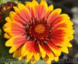 PGC-P-Gaillardia-aristata-Arizona-Sun-2010-01_2