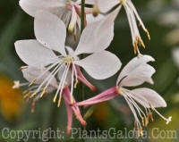 PGC-P-Gaura-lindheimeri-2010-07