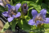 PGC-P-Gentiana-septemfida-Lagodechiana-Horrocks-8-2011-001