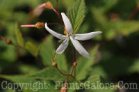 PGC-P-Gillenia-trifoliata-2011-001