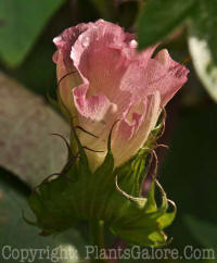 PGC-P-Gossypium-marianum-MSU-2011-005