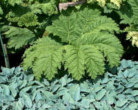 PGC-P-Gunnera-AA5m-2010-07