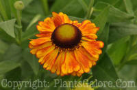 PGC-P-Helenium-Sabins-Early-Flower-2010-01-012