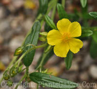 PGC-P-Helianthemum-nummularium-2010-01