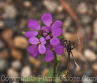 PGC-P-Heliophila-longifolia-593x-2010-001