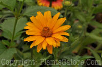 PGC-P-Heliopsis-helianthoides-Summer-Sun-2010-01_2