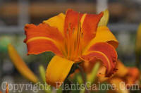 PGC-P-Hemerocallis-Frans-Hals-Horrocks-8-2011-002