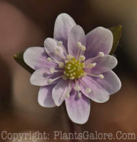 PGC-P-Hepatica-nobilis-1-2010