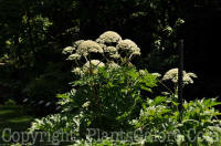 PGC-P-Heracleum-maximum-001