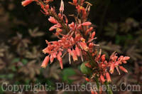 PGC-P-Hesperaloe-parviflora-NYBG-6-2011-001