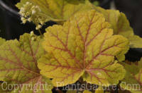 PGC-P-Heuchera-Electra-2011-02